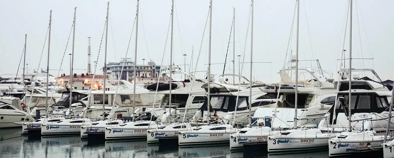 Raccoon control in Frenchman's Bay Boats in marina