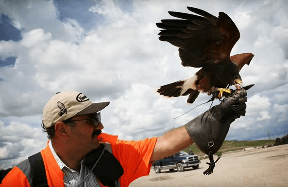 Falconry Bird Control 