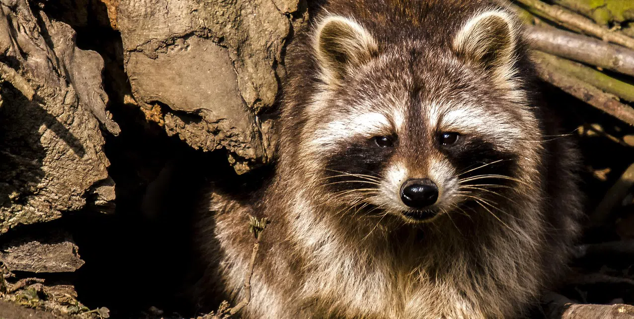 Dealing with aggressive raccoons during the summer months aggressive raccoon summer