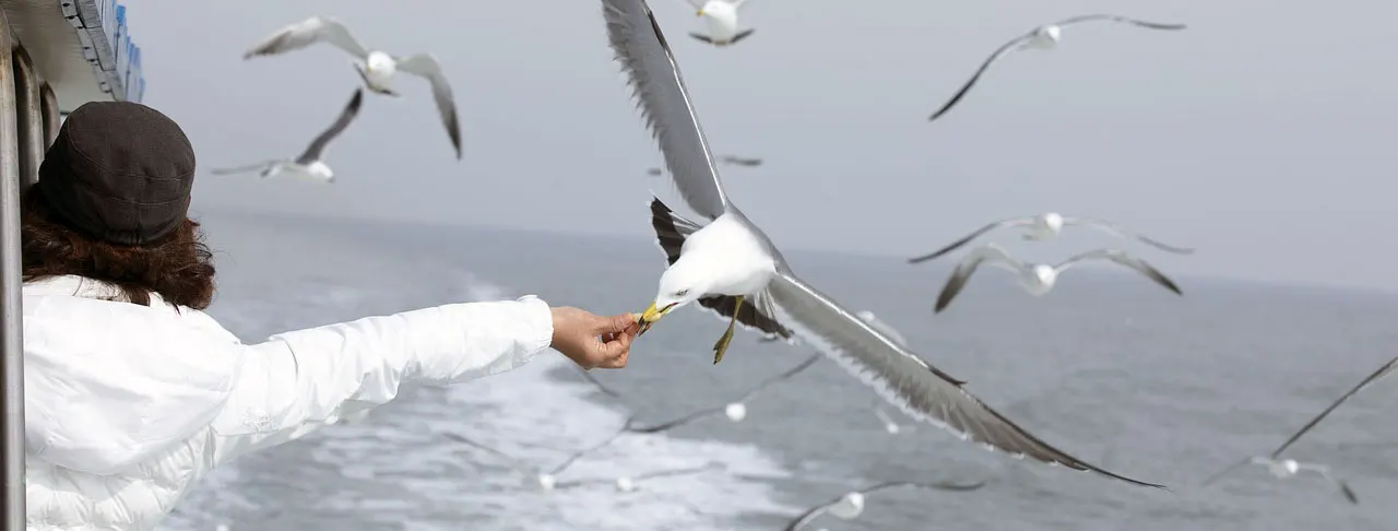 seagulls taking food from human