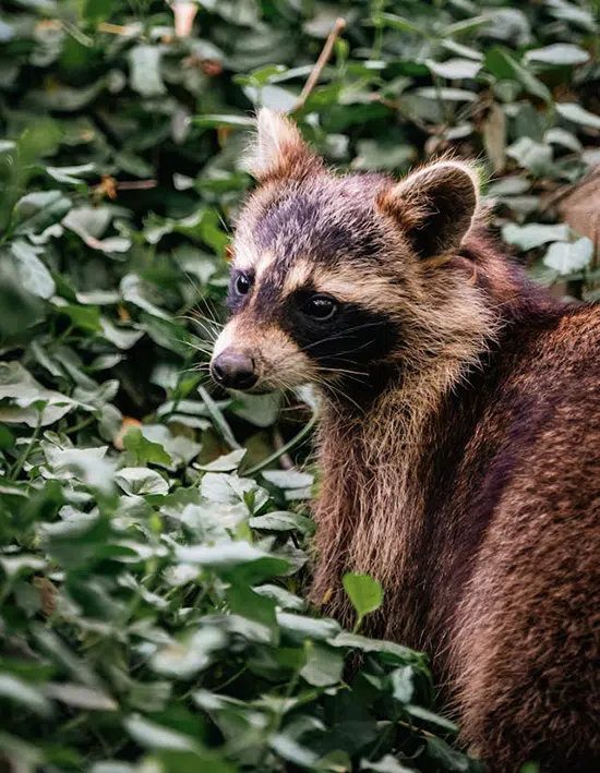 Raccoons are moving into Ajax and Pickering neighbourhoods raccoon in underbrush
