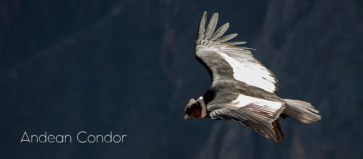 andean condor in flight