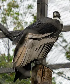 andean condor