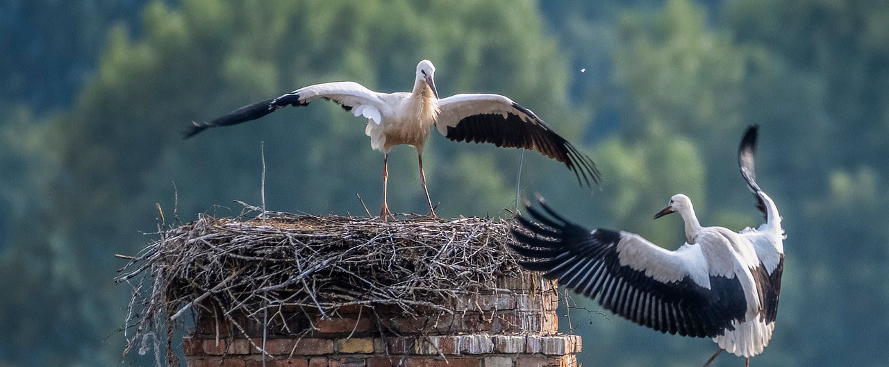 2 storks on chimney