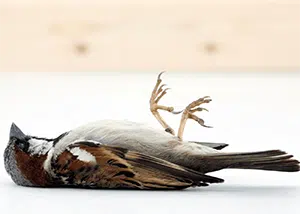 Dead bird lying on its back