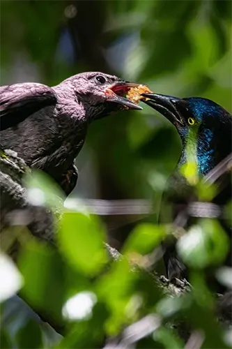 image of 2 birds sharing food