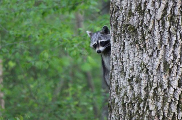raccoons in tree freeimages