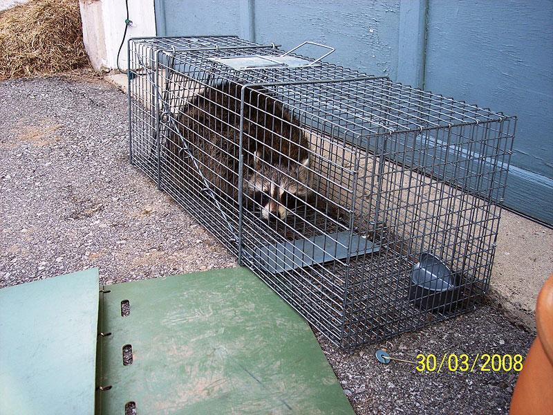 trapped raccoon1