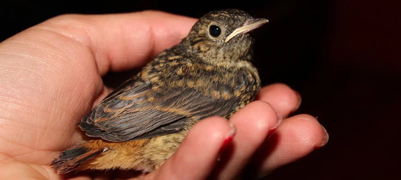 bird sitting in human hand