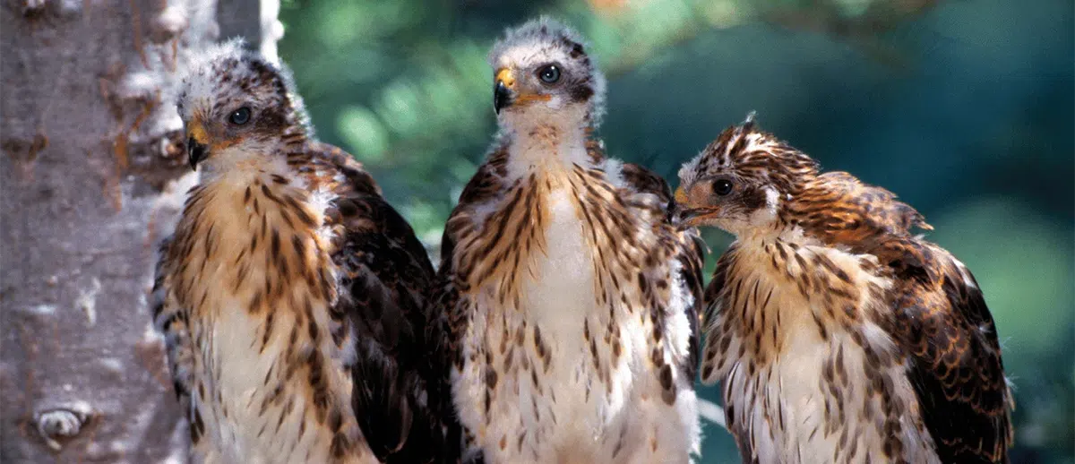 3 baby hawks