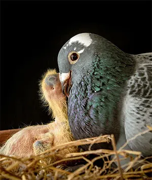 Mother pigeon and squab