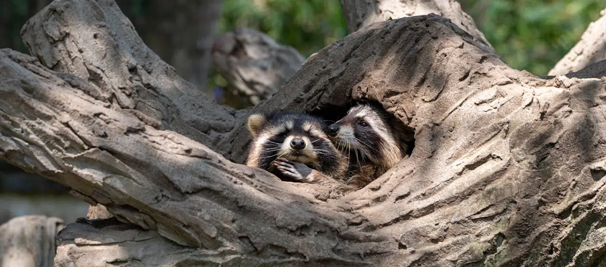 When is the best time for raccoon removal in Brampton? best time for raccoon removal brampton