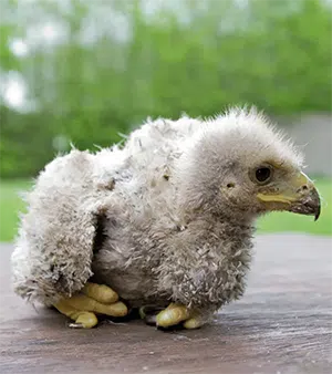 bird of prey nestling