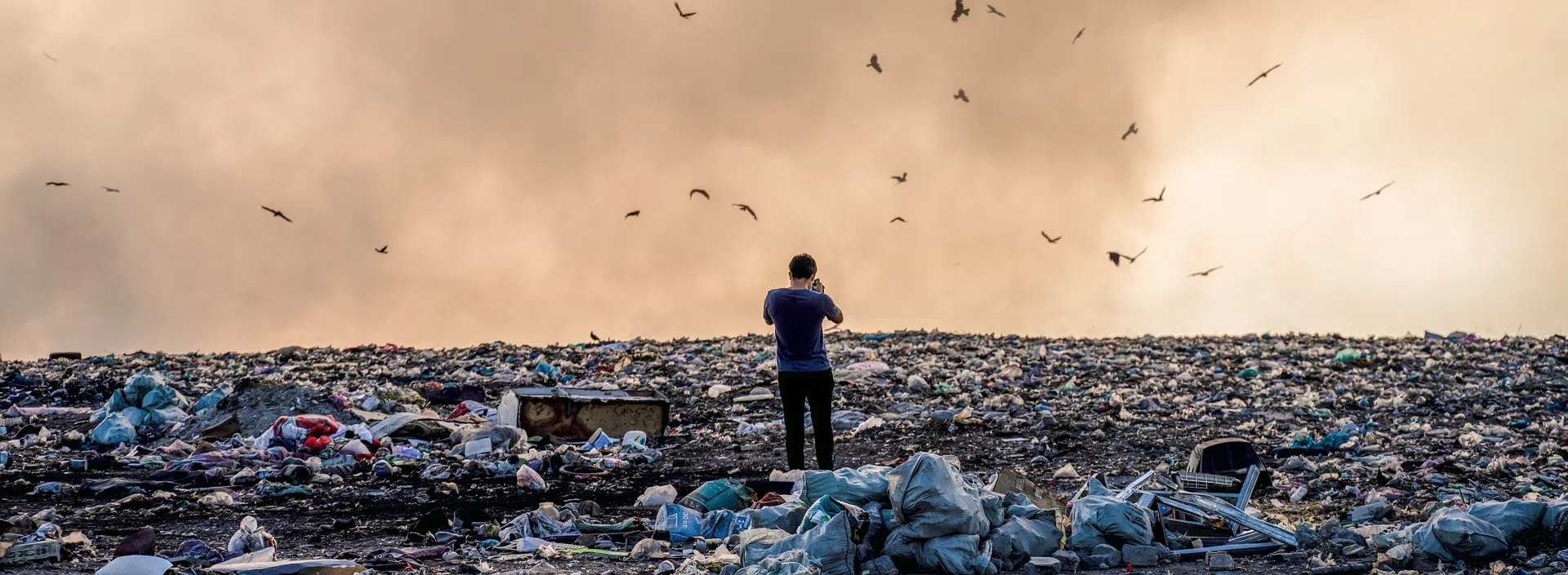 birds in landfill