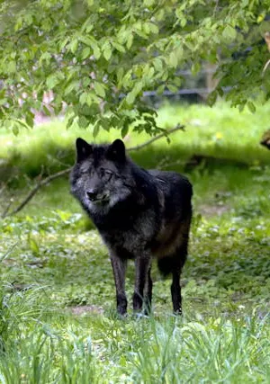 black wolf