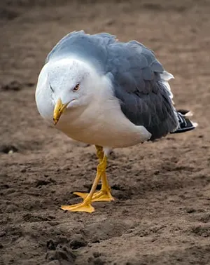 Seagull on sandy surface