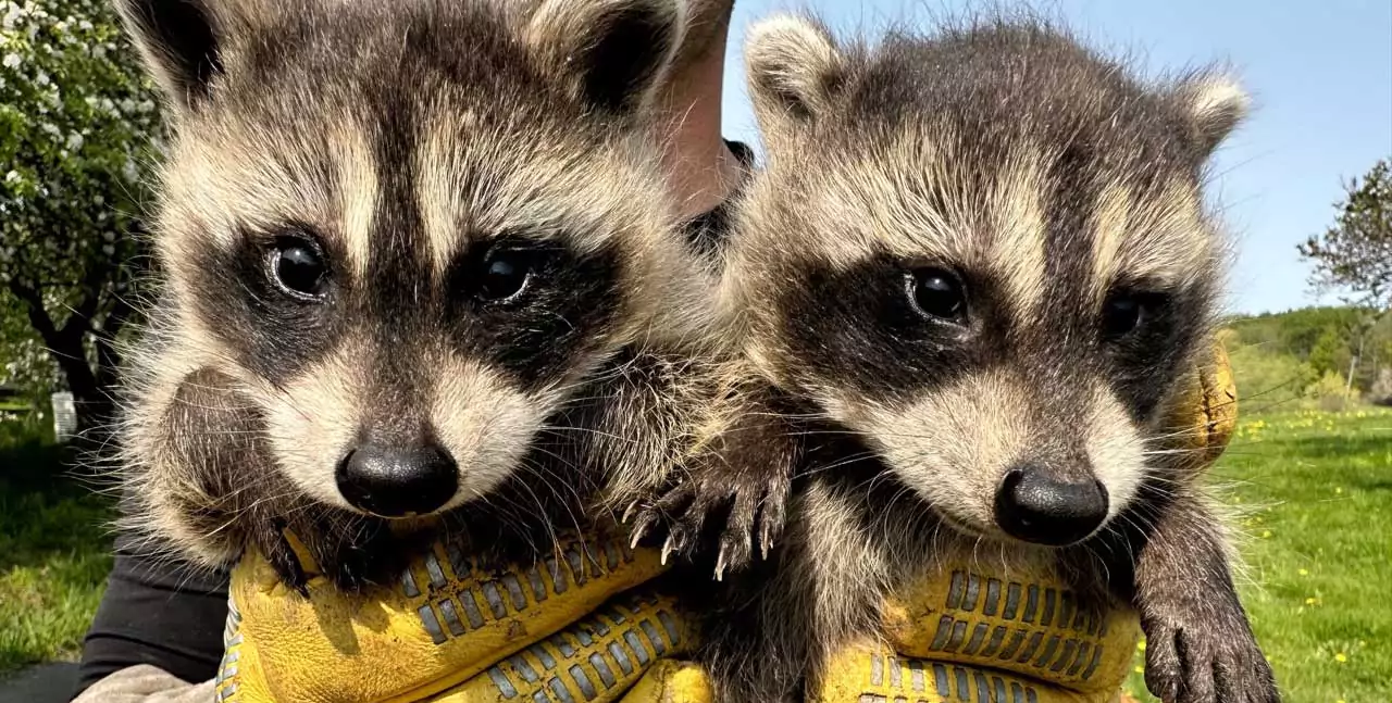 2 young raccoons caught and ready to reunite with their mother