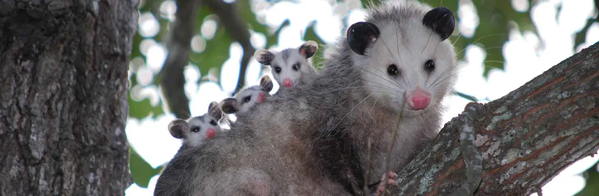 opossum mother with babies on her back