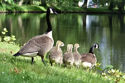 canada goose family in grass at water's edge