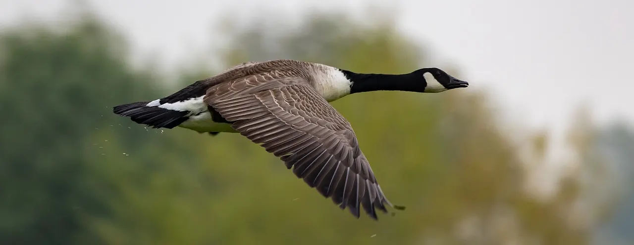 canada goose bird in flight