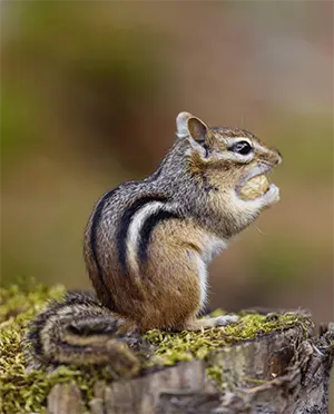 Chipmunk sitting on mossy surface