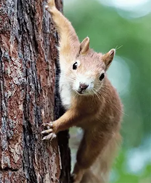 Squirrel clinging to tree and looking at camera