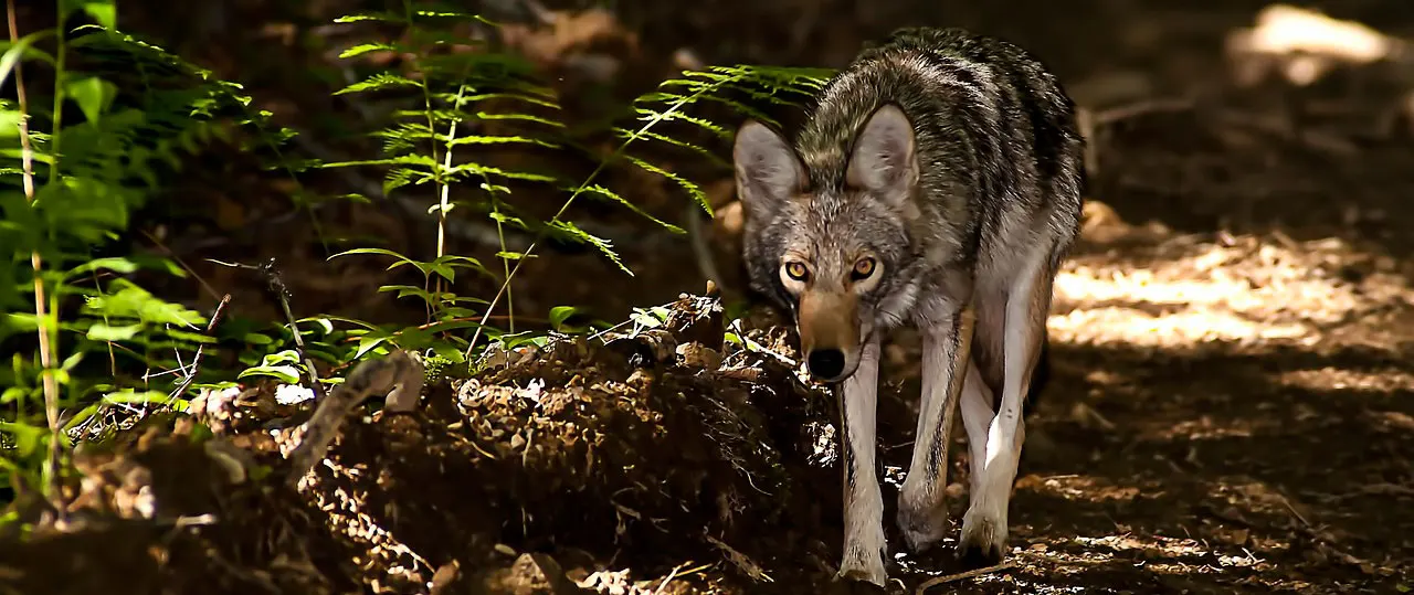 coyote stalking in forest