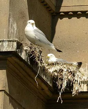 Nesting gulls on building ledge