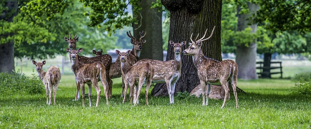 A group of deer under trees