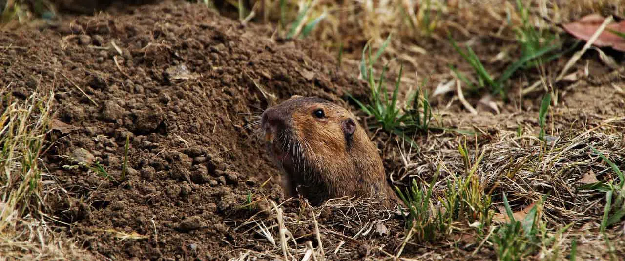gopher sticking its head up out of a hole