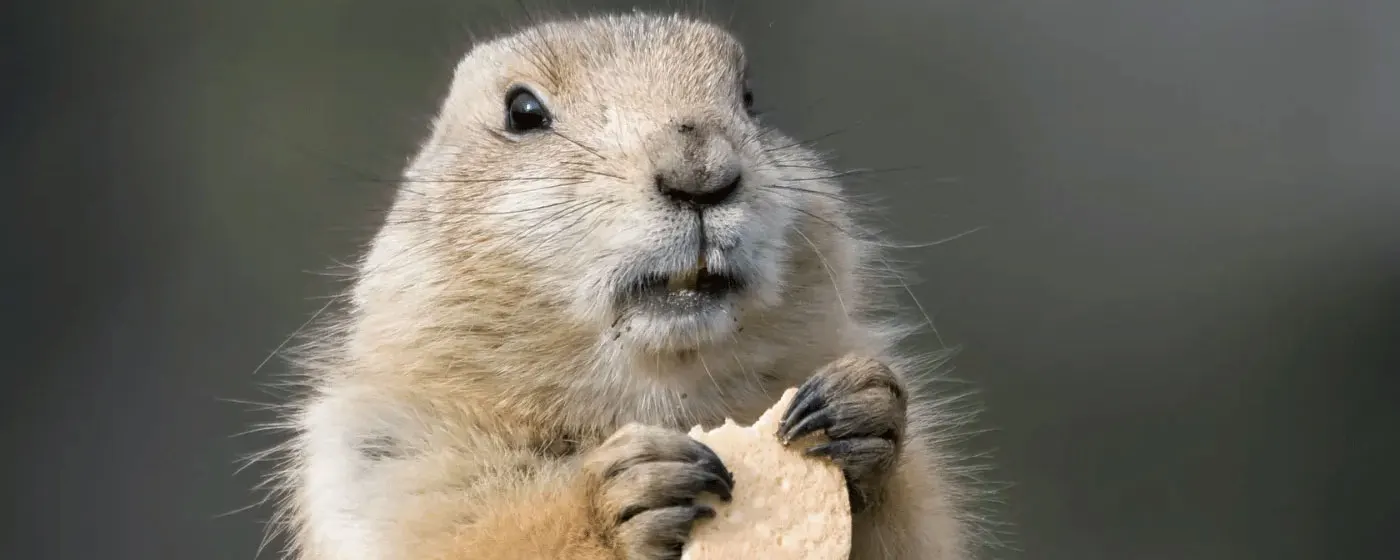 image of gopher head