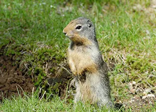 Image of gopher standing up