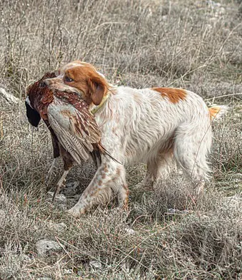 dog carrying game bird