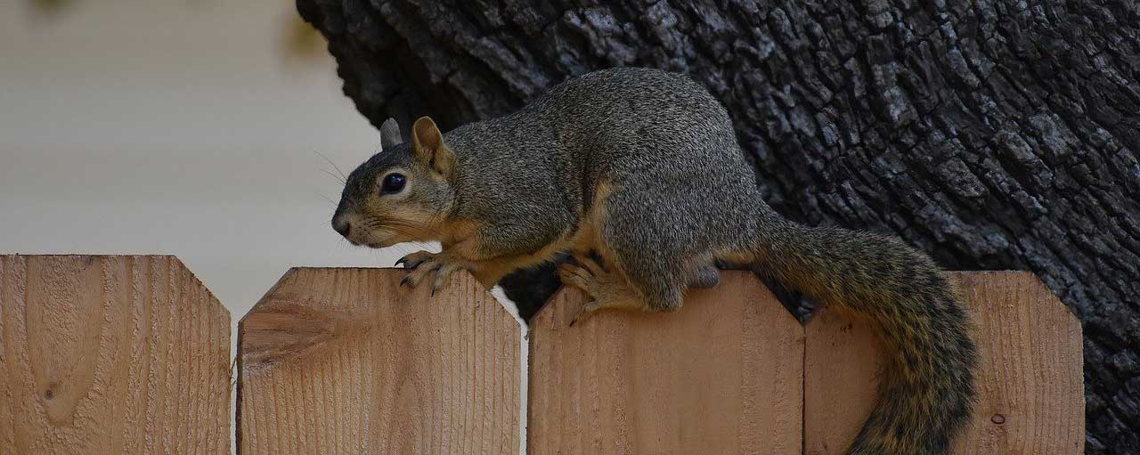 blog keep squirrels off fence