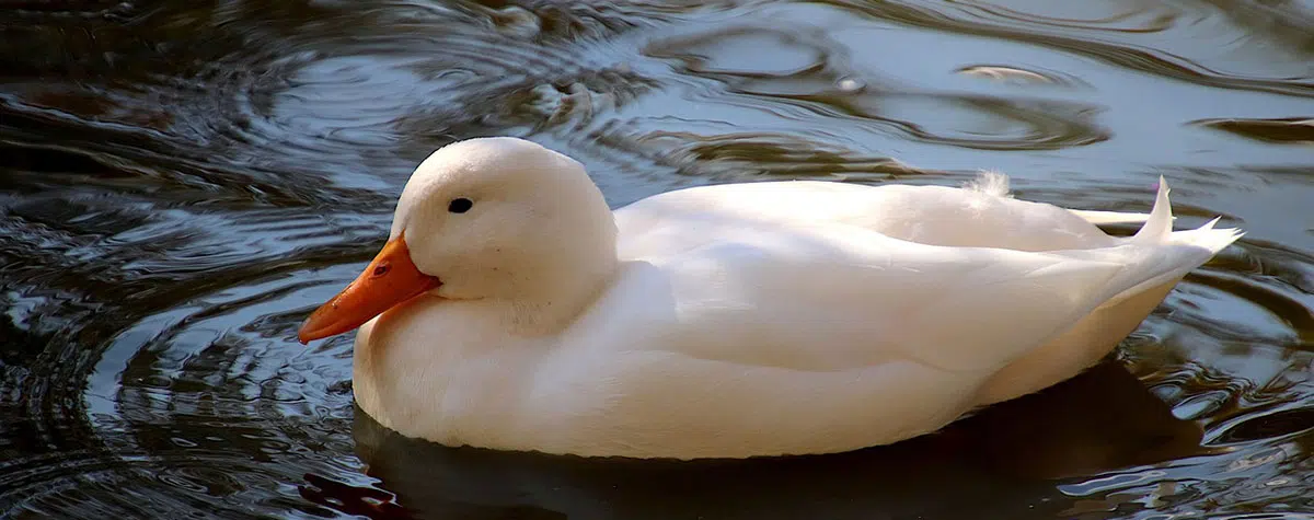 White duck swimming in water