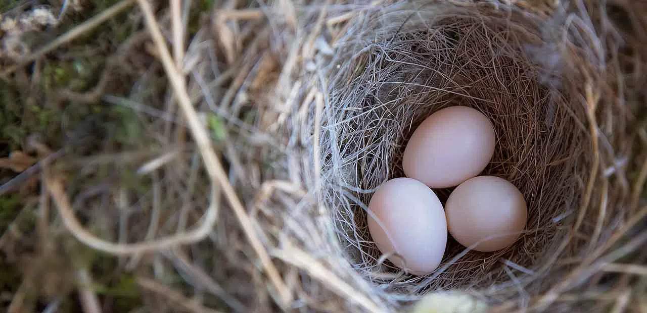 Pigeon nest containing 3 eggs