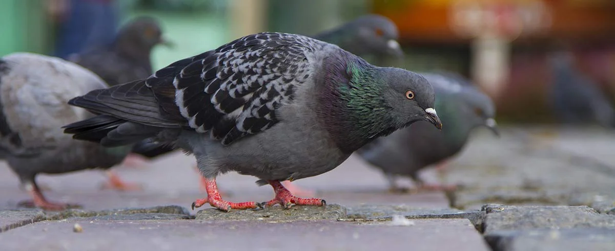 How to Remove Pigeon Poop