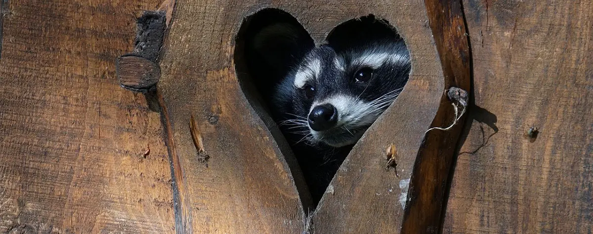 raccoon looking out of heart shaped opening