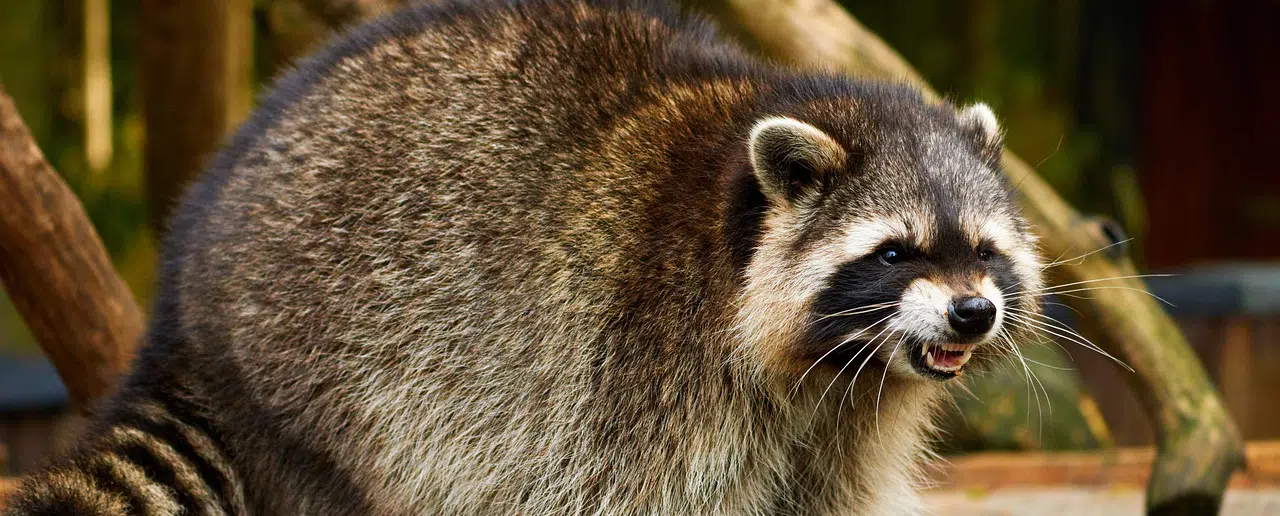 angry looking raccoon