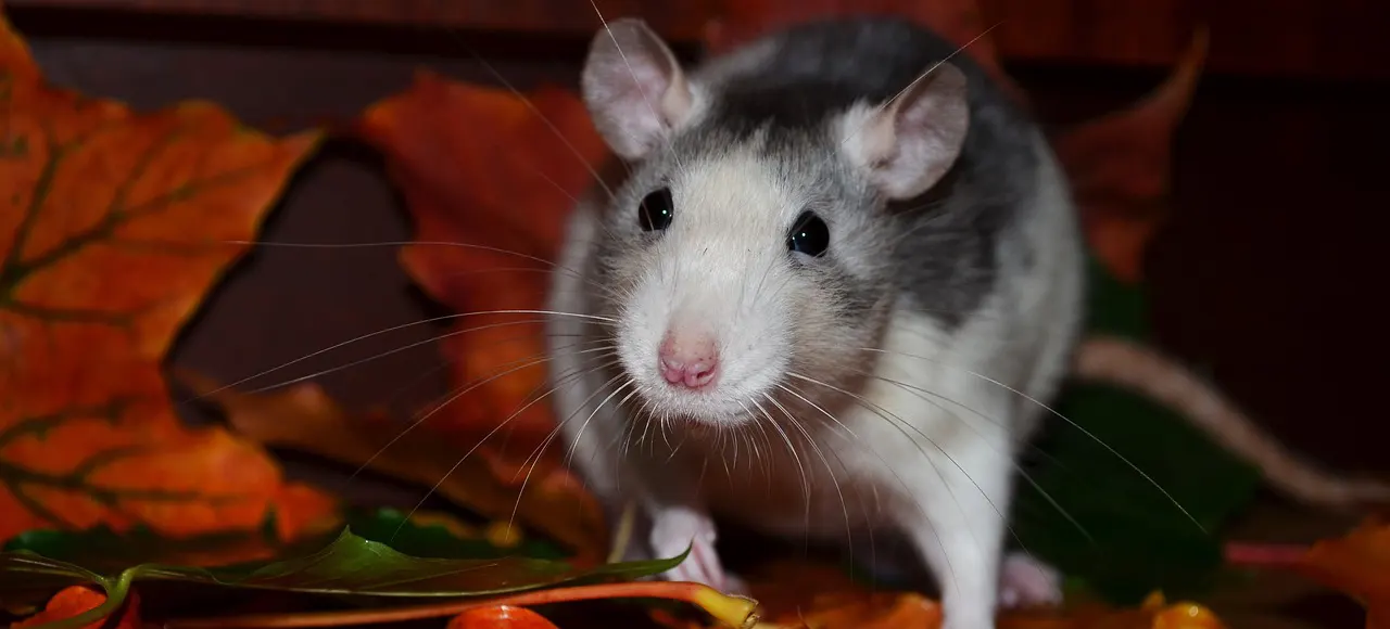 grey and white rat looking into camera