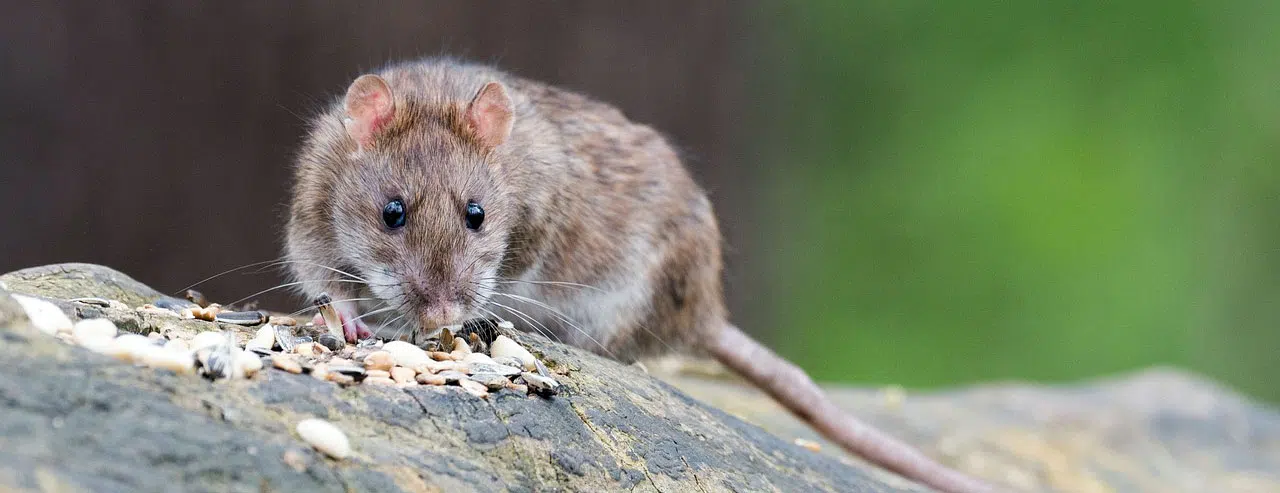 Brown rat with seeds on rock surface