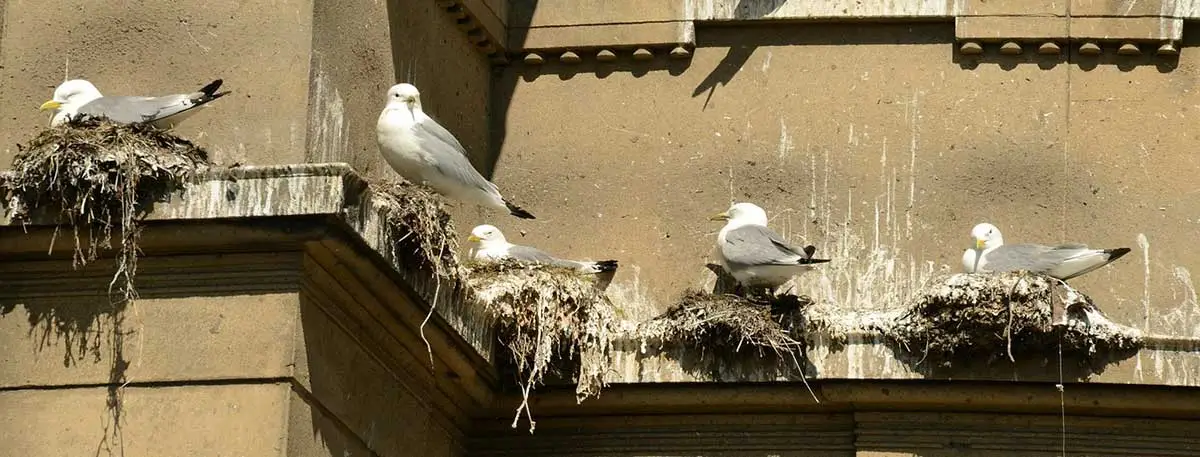 Seagull nesting colony on building ledge