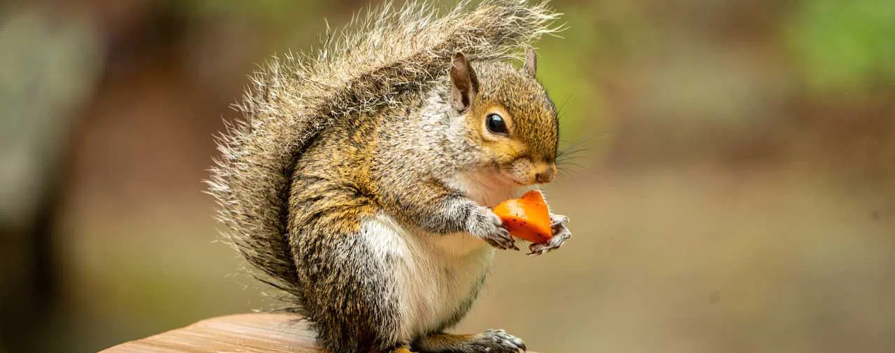 squirrell eating a piece of strawberry
