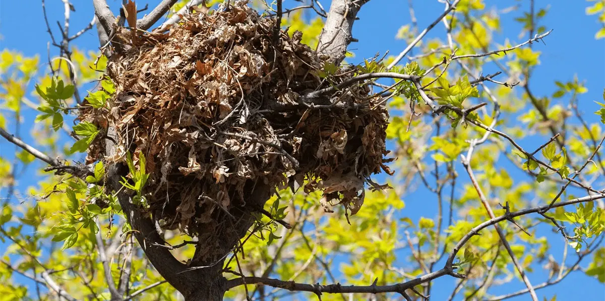 image of squirrel drey in tree