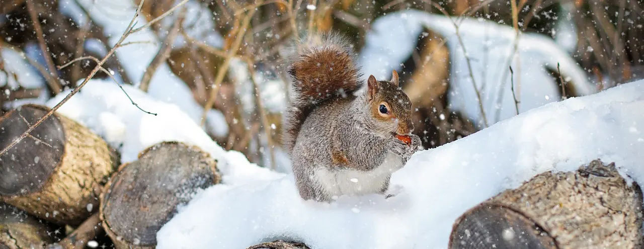 Squirrel on snowy logs