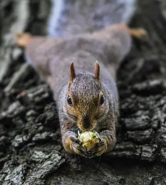 Squirrel stretched out with food in its paws