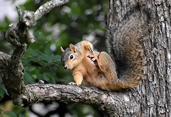 squirrel on tree branch