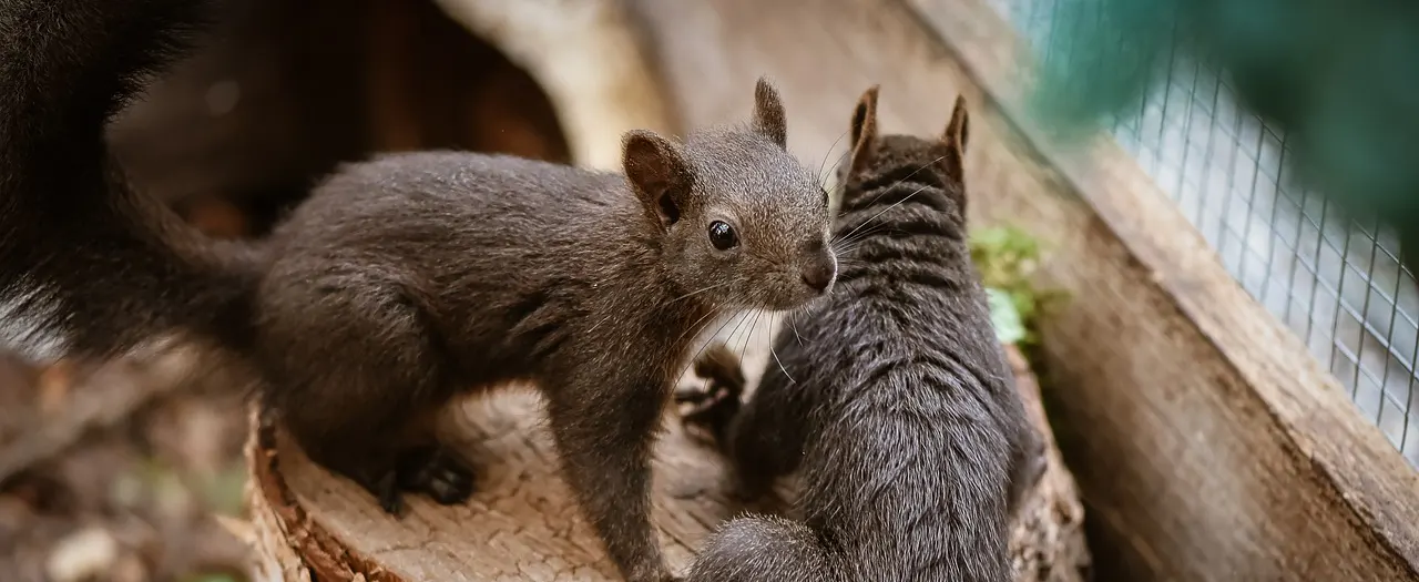 two squirrels on tree stump