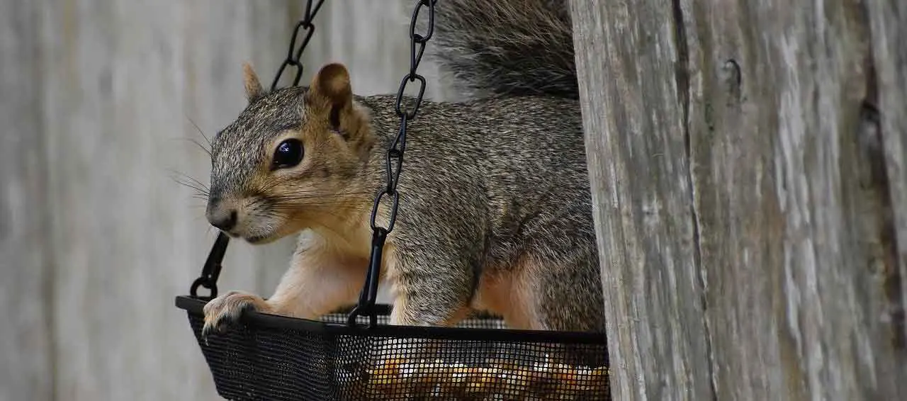 Squirrel sitting in bird feeder