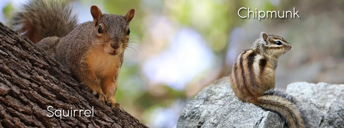 squirrel and chipmunk side by side